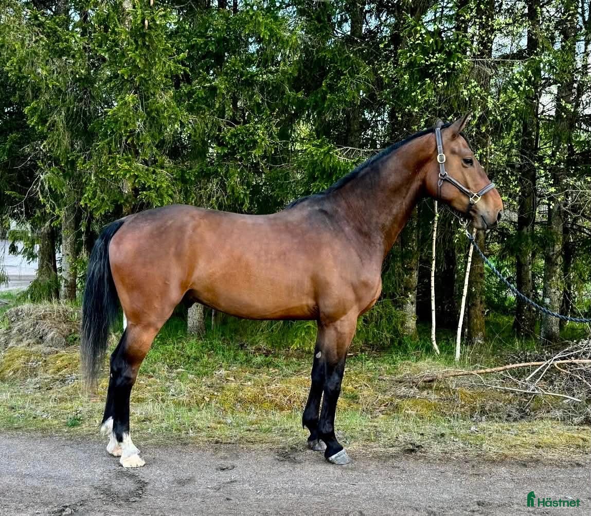  hästar Trevlig unghäst för framtiden - Annons 2
