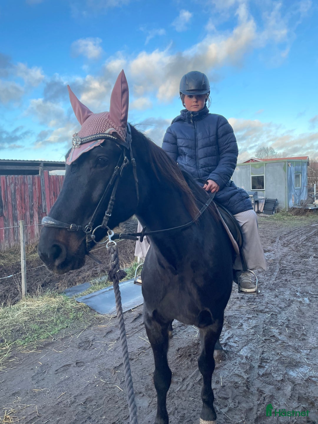 Allround hästar till salu: Hybrid Speed och Ninja Star i Borlänge - Annons 1