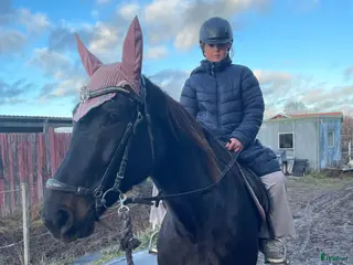 hästar Hybrid Speed och Ninja Star i Borlänge - Annons 15