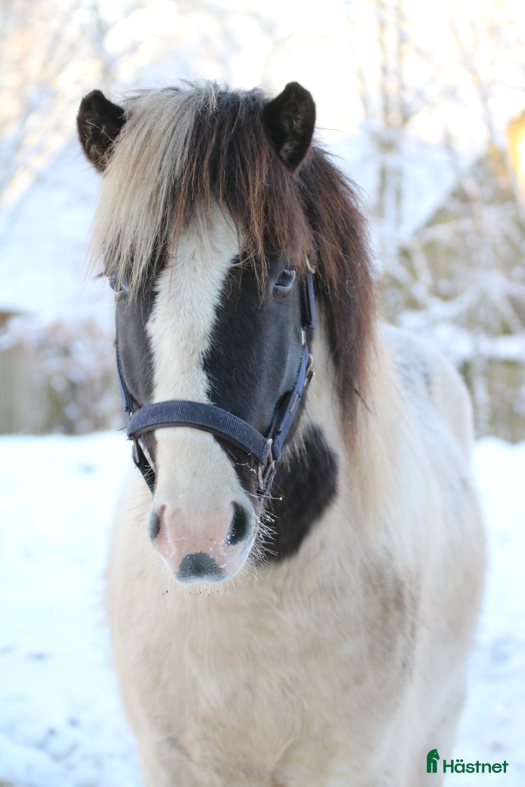 Island hästar till salu: Unghingst söker sin egna människa!  - Annons 1