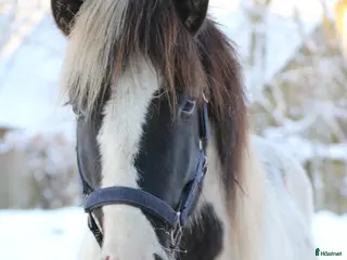 hästar Unghingst söker sin egna människa! - Annons 8