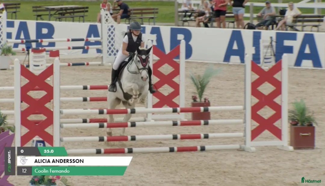 Hoppning hästar sökes: Söker D-ponny 🌸🐴 - Annons 2