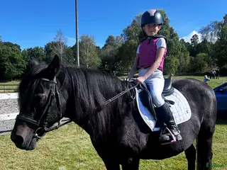 foderhäst sökes: Vi letar efter en ny bästa kompis! i Varberg - Annons 3