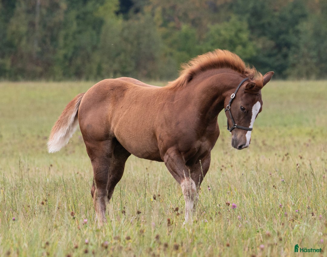 Western hästar till salu: Blivande reiningstjärna - byte möjligt!  i Hjo - Annons 6