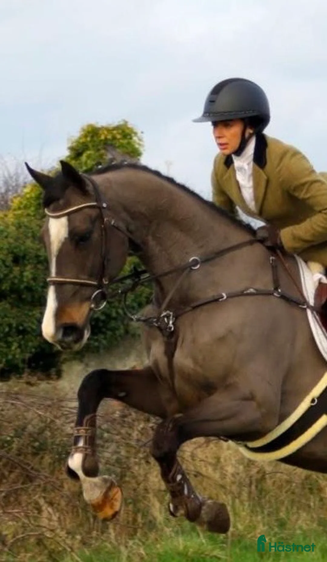 Hoppning hästar till salu: 9årigt sto  i Valbo - Annons 1