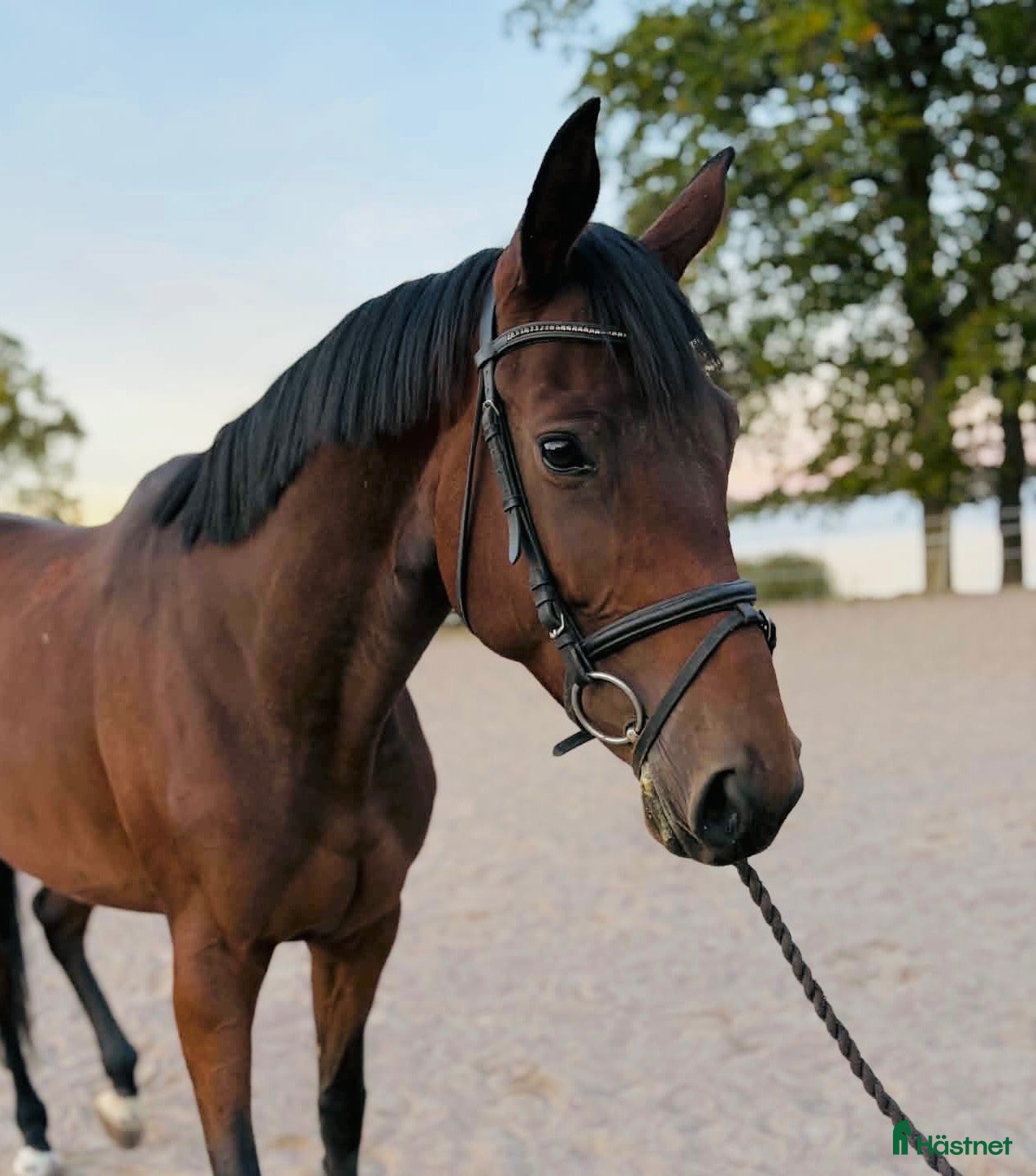  hästar till salu: Sto för Framtiden ev byte - Annons 1