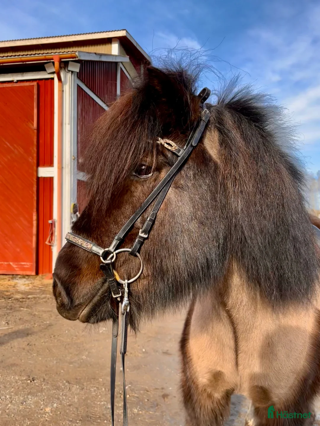 Island hästar till salu: 🌸Stort 4-gångssto🌸 - Annons 1