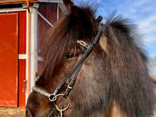 hästar 🌸Stort 4-gångssto🌸 - Annons 7