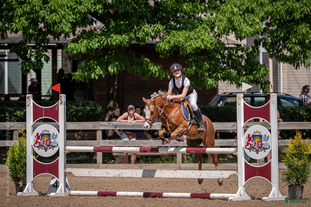 Hoppning hästar till salu: Welsh pony for sport i Stockholm - Annons 7