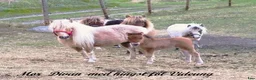 Allround hästar till salu: AMERICAN MINIATYR hORSE  - Annons 3
