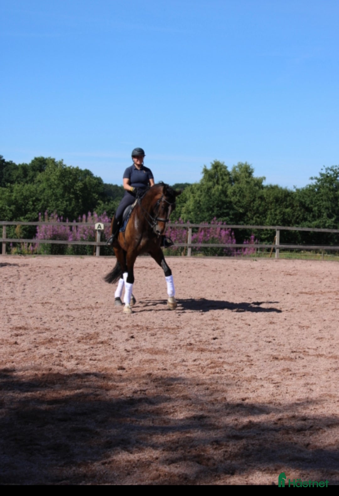  hästservice finnes: Utbildning, försäljning, inridning & undervisning  i Hörby - Annons 1