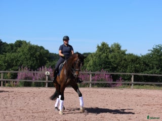 hästservice Utbildning, försäljning, inridning & undervisning i Hörby - Annons 23