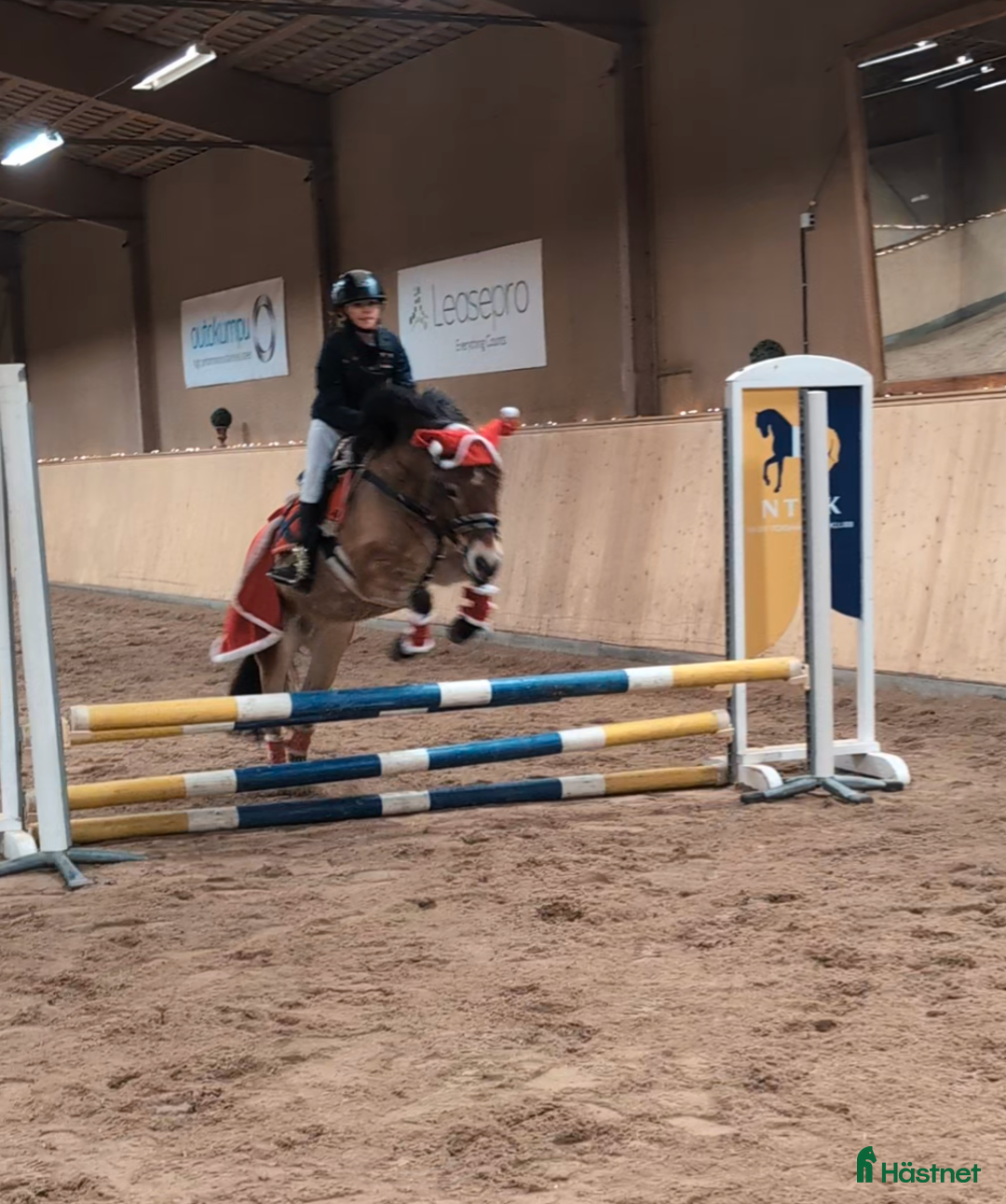 Allround hästar till salu: En ponny UTAN rävar bakom öronen  i Torshälla - Annons 2