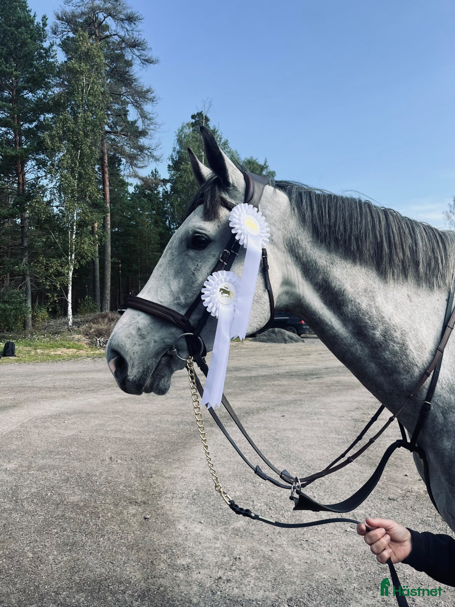  hästar Talangfull hopphäst till salu! - Annons 2