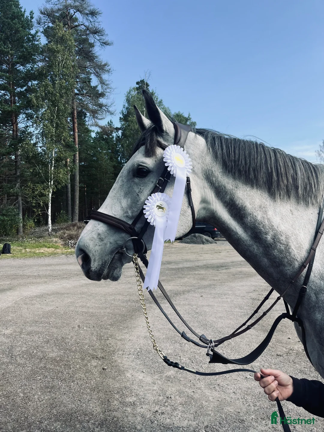 Hoppning hästar till salu: Talangfull hopphäst till salu! - Annons 2