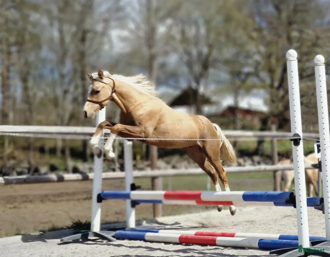 Allround hästar till salu: Drömponny för framtiden  - Annons 2