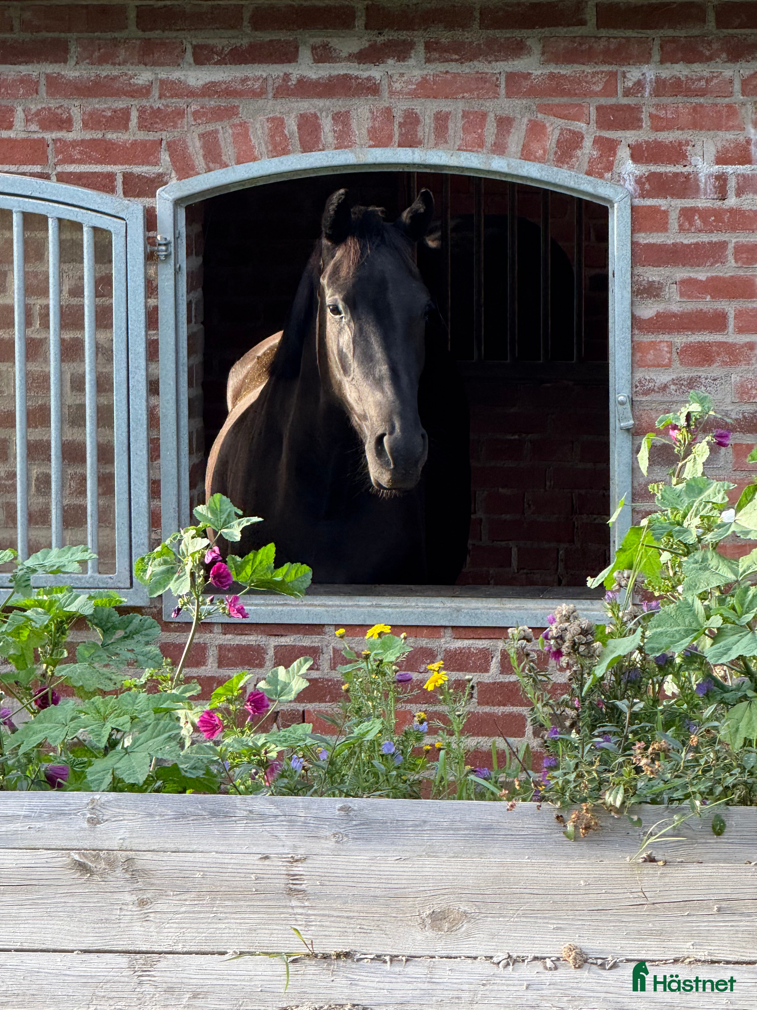  hästjobb Hästskötare sökes till Jeanna Högberg Dressage - Annons 1