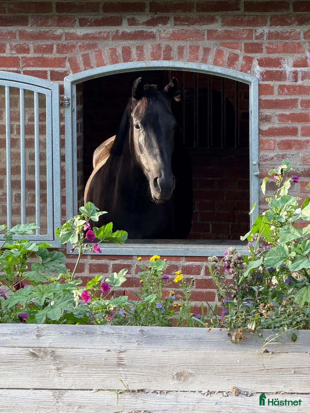  hästjobb finnes: Hästskötare sökes till Jeanna Högberg Dressage - Annons 1