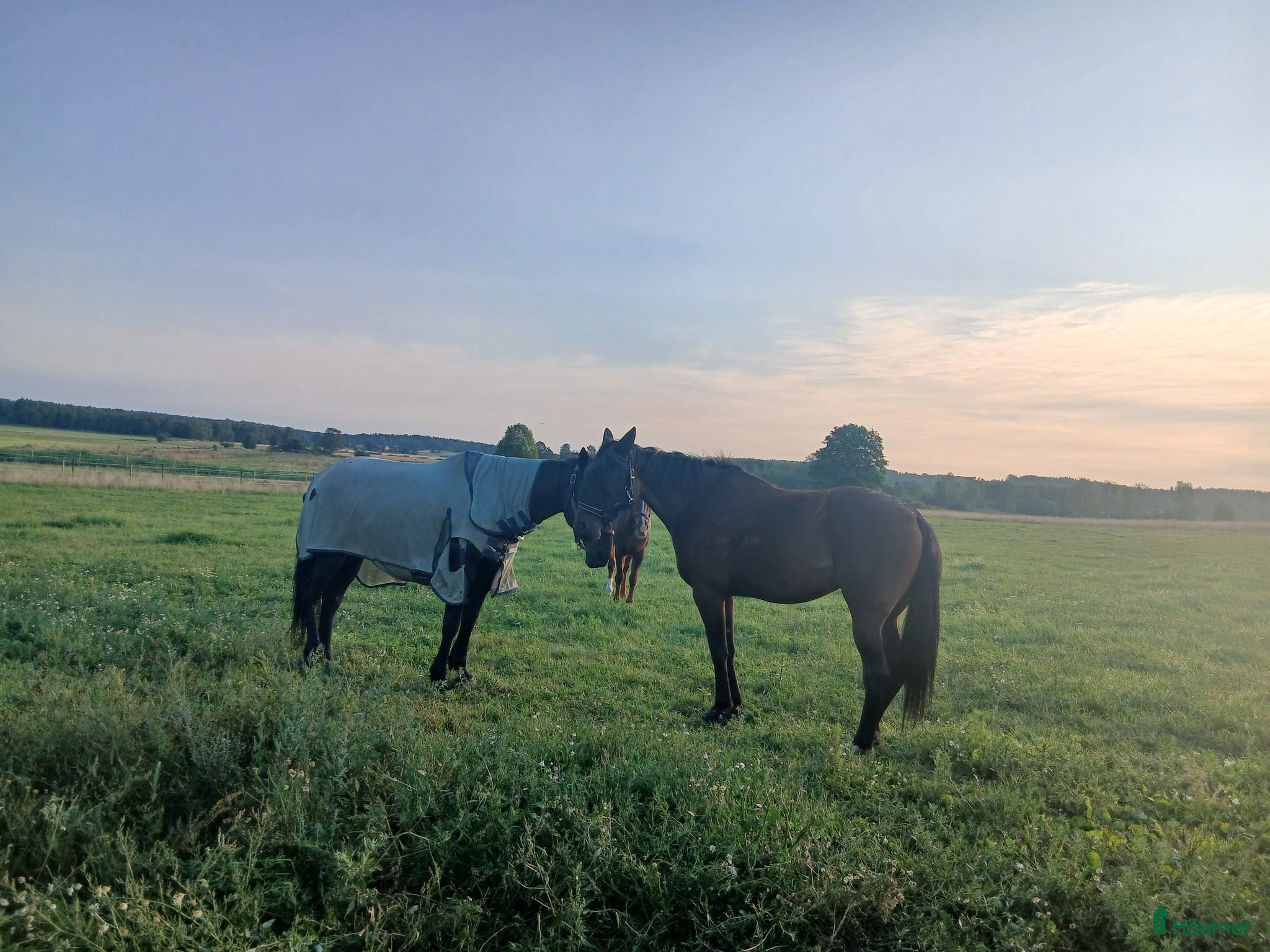  stallplats Stallplats nära Buss Norra Sthlm - Annons 2