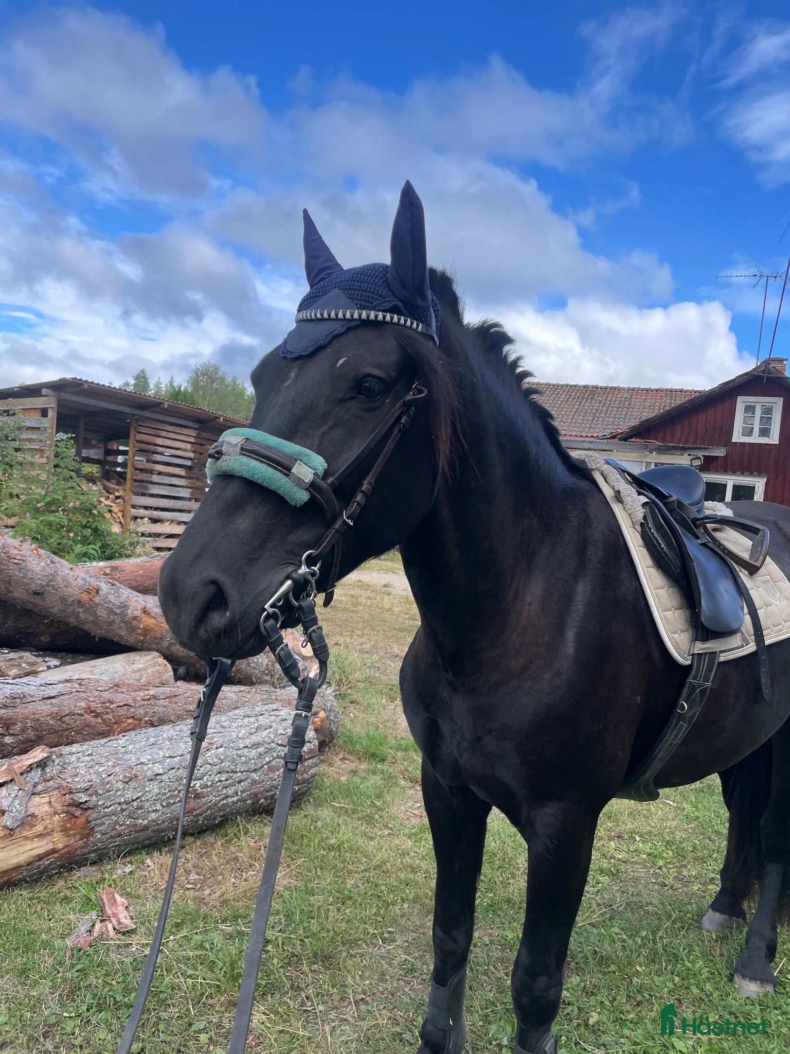  hästar Framtida hopp/terräng häst  - Annons 6