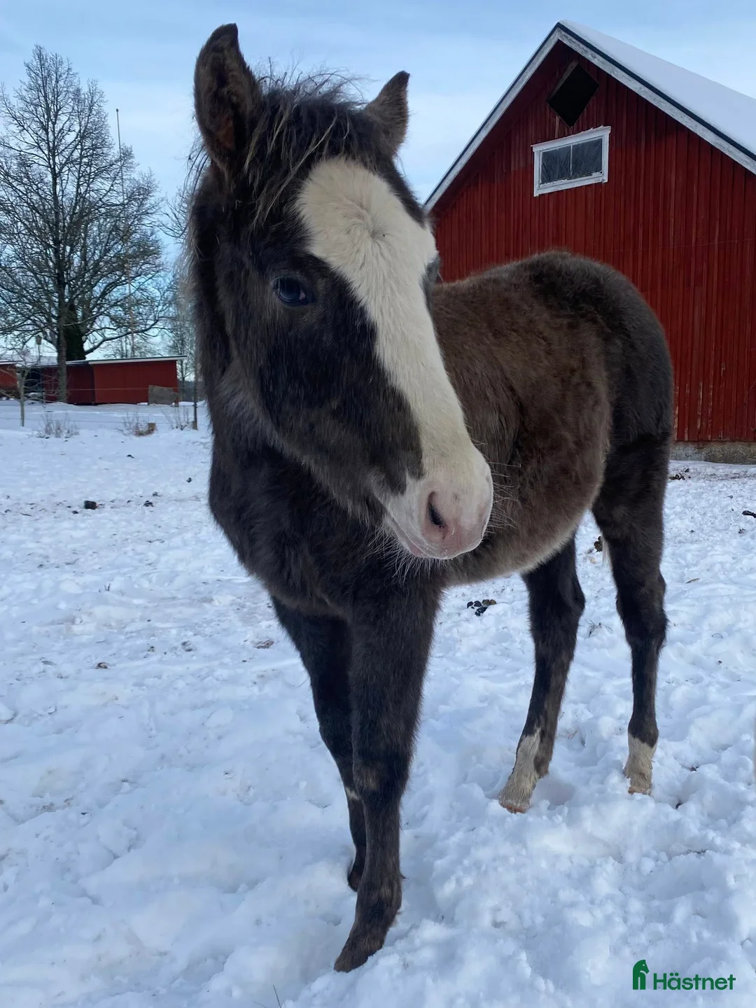 Western hästar till salu: DC Spooks Shining Whiz i Sävsjö - Annons 1