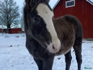 hästar DC Spooks Shining Whiz i Sävsjö - Annons 3