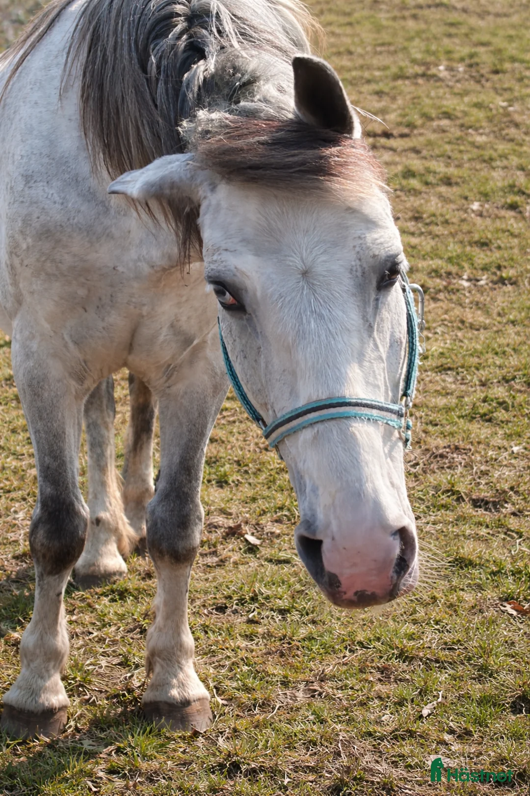 Allround hästar till salu: Blue-eyed cute mare - Annons 2