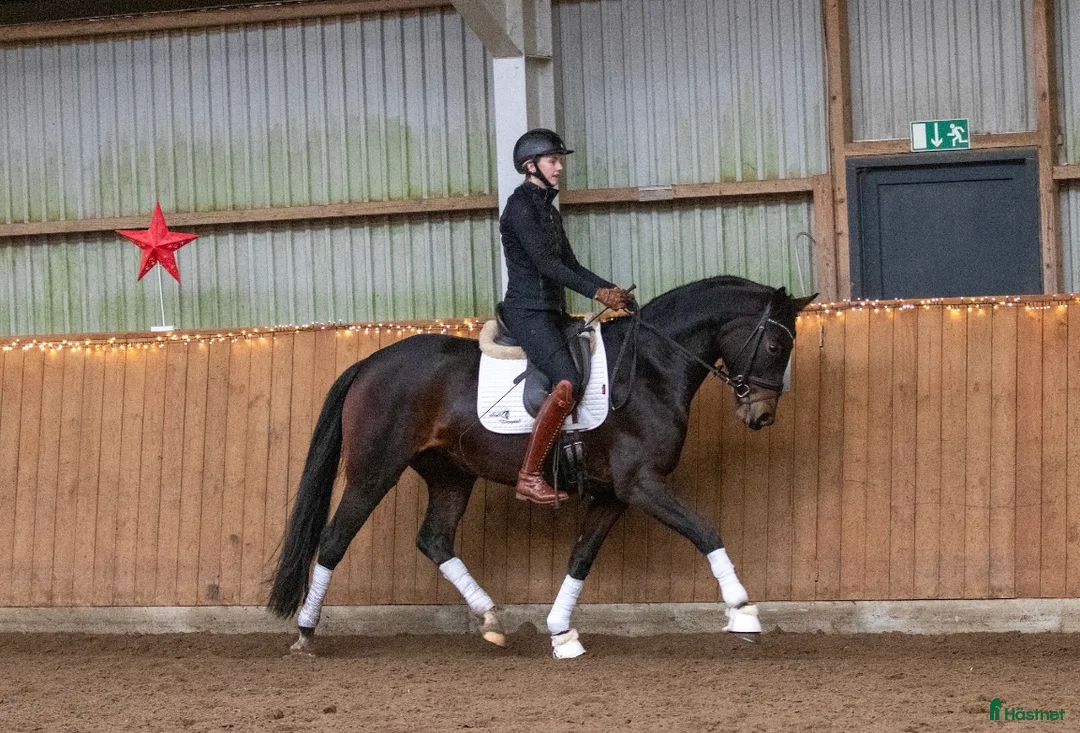 Dressyr hästar till salu: Super smart velgående unghest i Sulsted - Annons 3