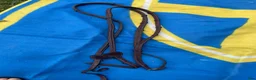 Övrig Hästutrustning hästutrustning till salu: Häst avslut i Åkersberga - Annons 10