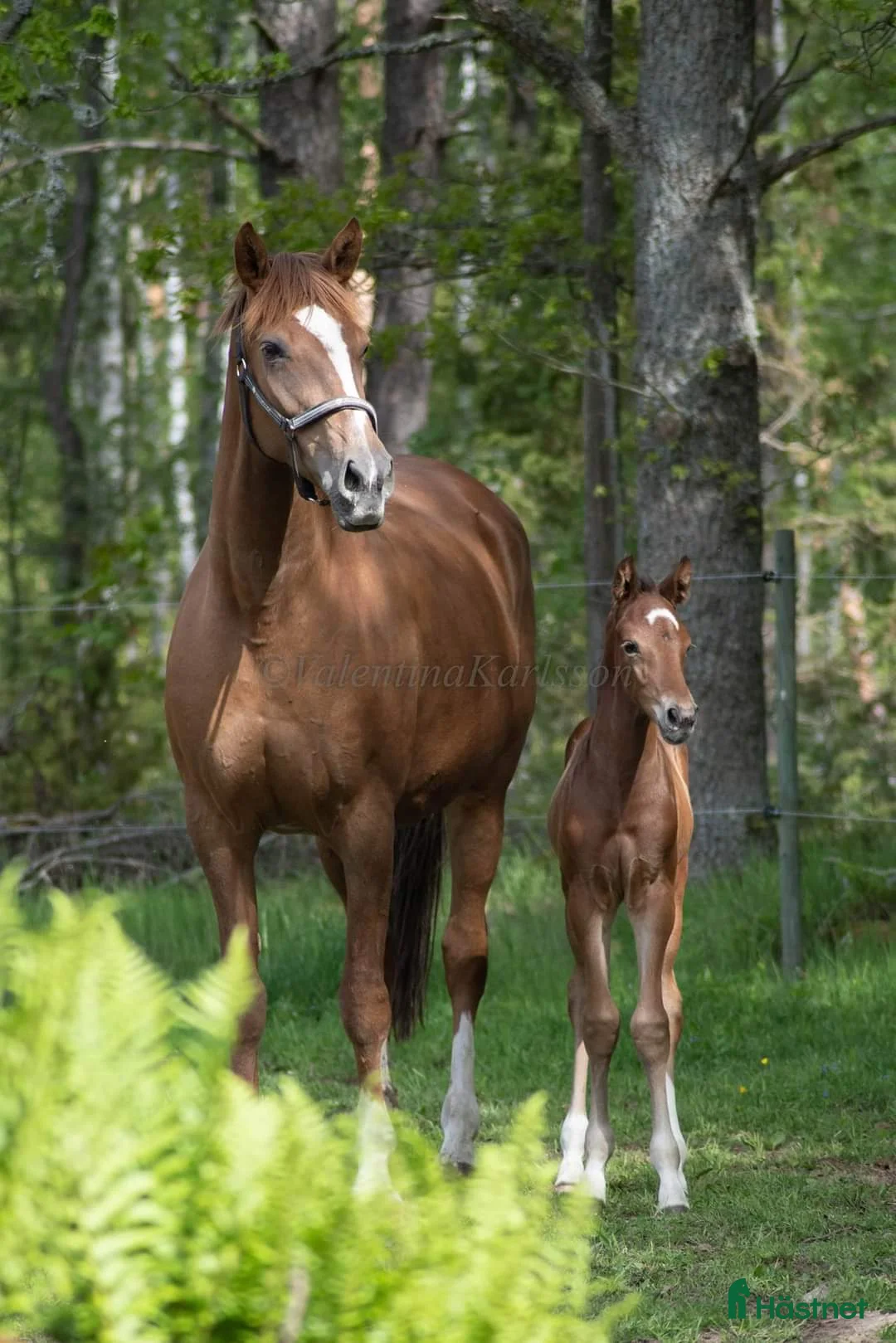 Avelshästar hästar till salu: Avelssto av mycket hög klass.  - Annons 1