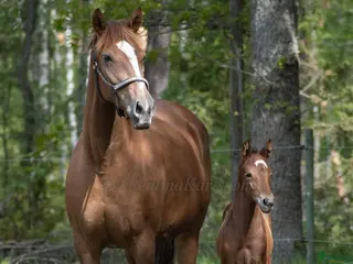 hästar Avelssto av mycket hög klass. - Annons 20
