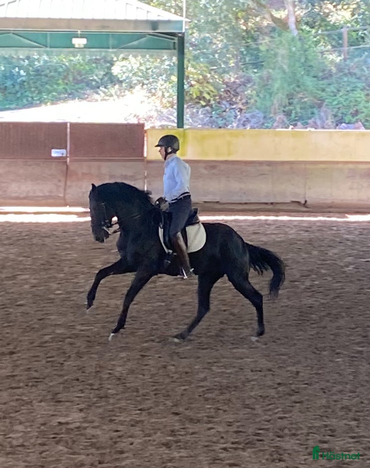  hästservice Samarbete med hästägare sökes! - Annons 6