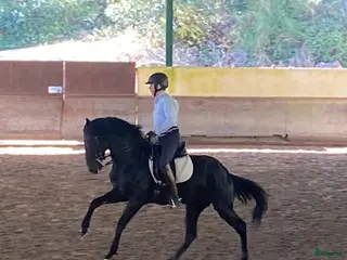 hästservice Samarbete med hästägare sökes! - Annons 8