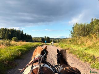 hästar Jättesnäll barnponny! i Kil - Annons 10