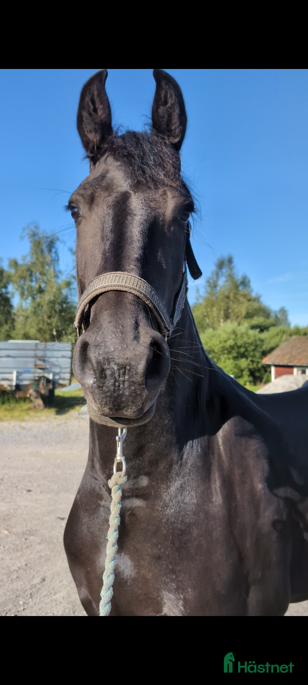 Avelshästar hästar till salu: Vackra Vienna af Aftonmora  i Frövi - Annons 5