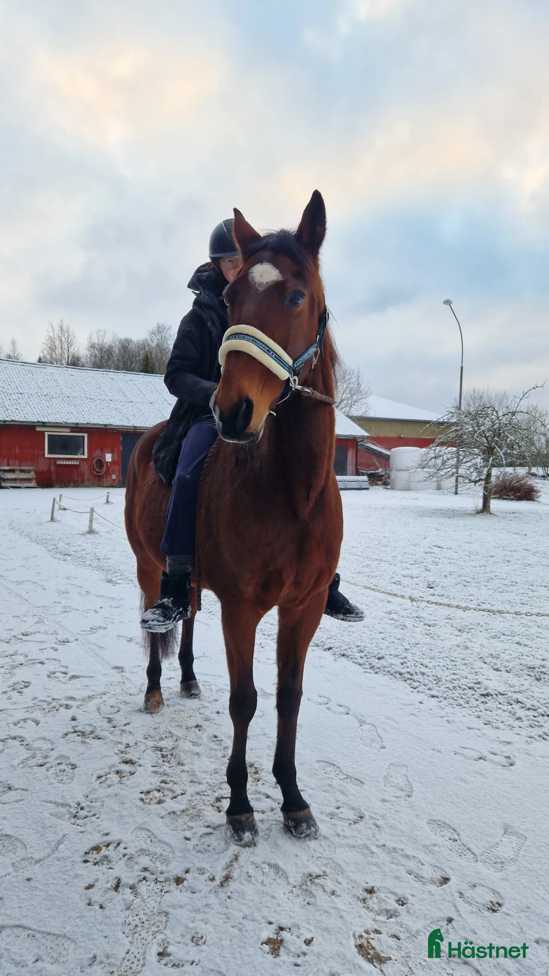 Allround hästar till salu: Ridtravare för hobbyridning i Storfors - Annons 2