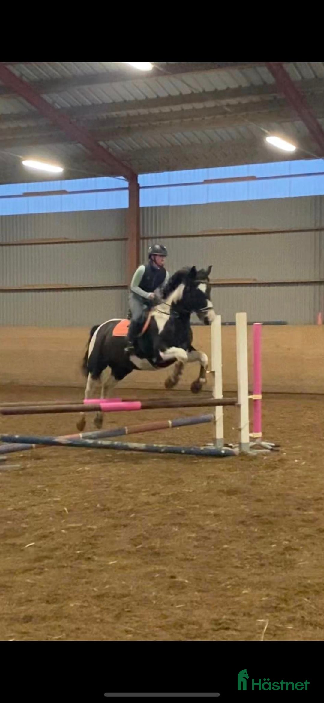 Avelshästar hästar till salu: Dräktigt skäcksto till vettig prislapp!!! i Braås - Annons 2