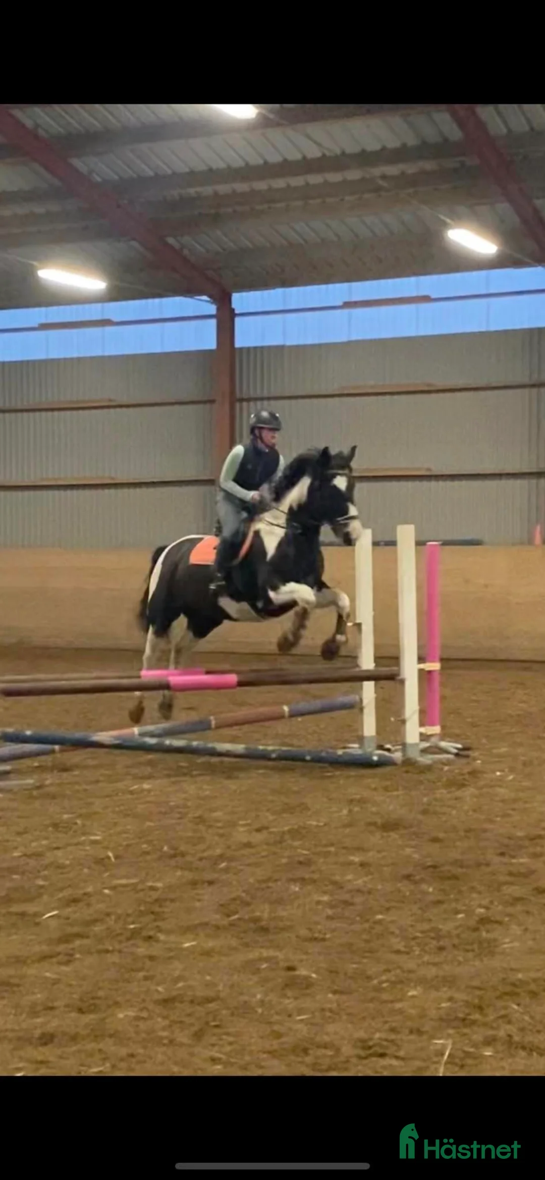 Avelshästar hästar till salu: Dräktigt skäcksto till vettig prislapp!!! - Annons 2