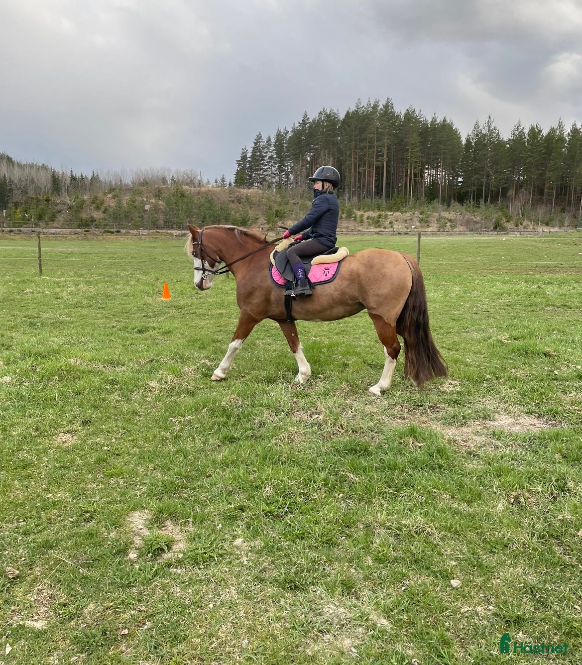  hästar Vacker welsh cob som vill få luffsa i skogen - Annons 10