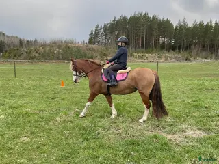 hästar Vacker welsh cob som vill få luffsa i skogen - Annons 10