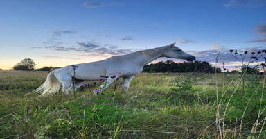  hästar i Motala - Annons 4