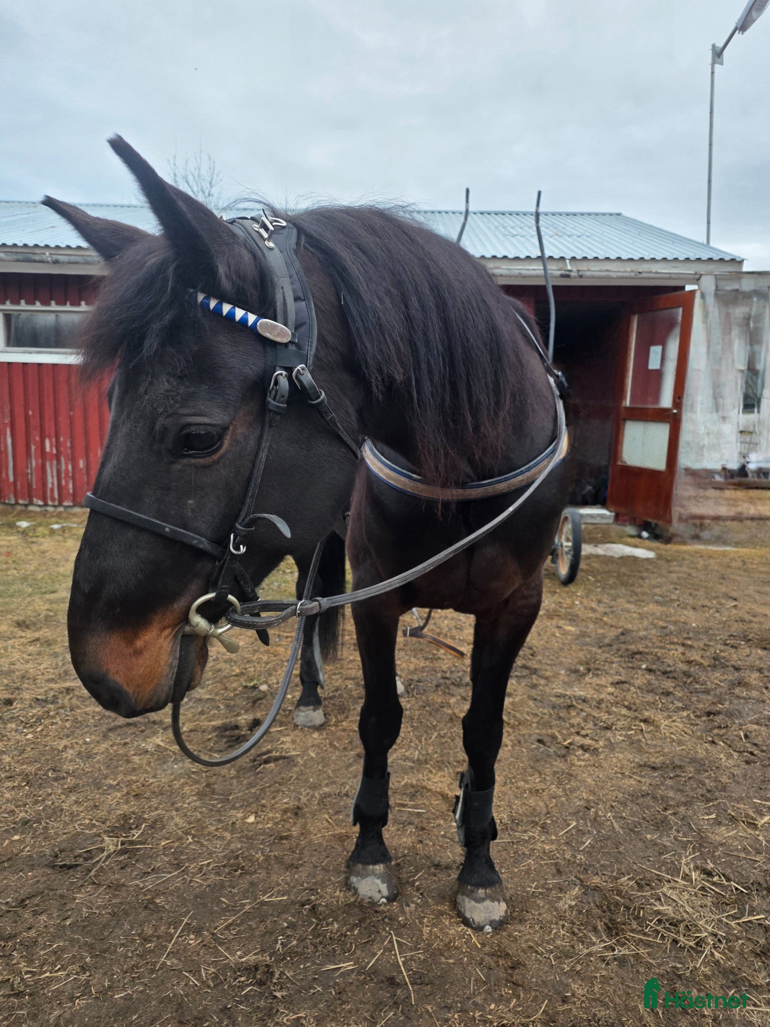  hästar Trav eller ridning - Annons 2