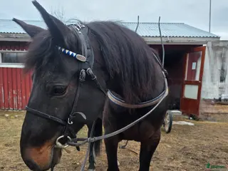 hästar Trav eller ridning - Annons 2