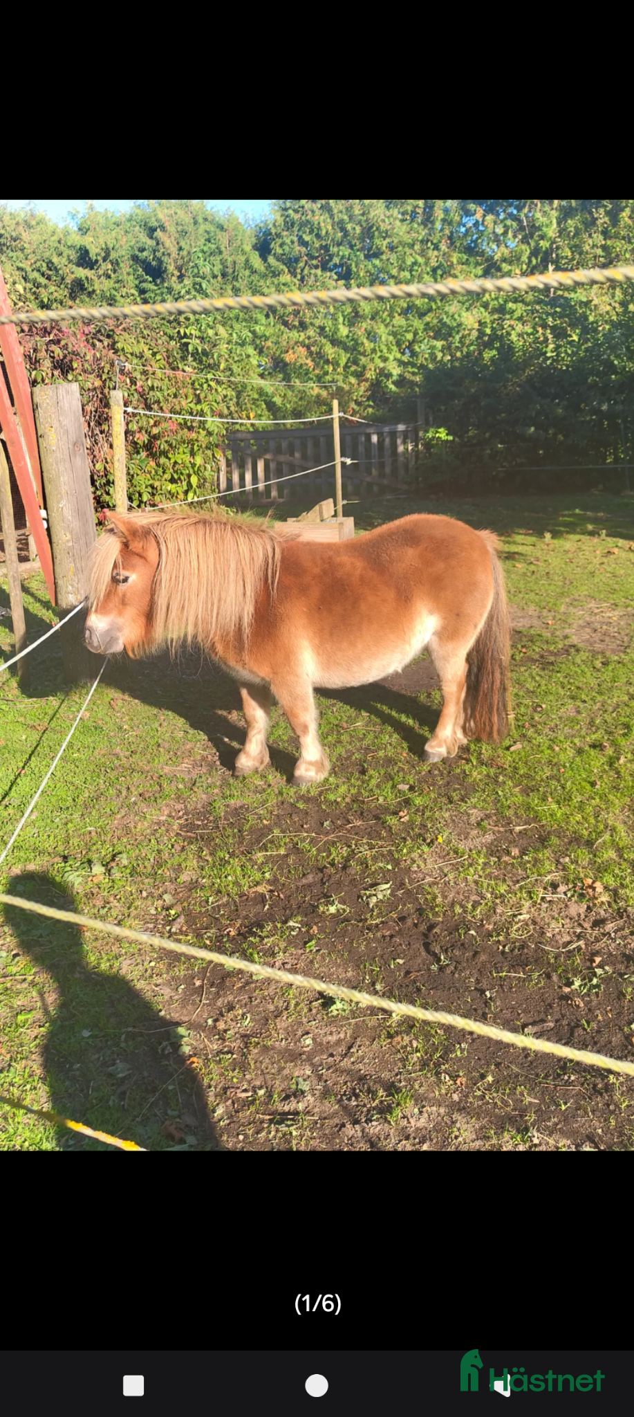  hästar Minishetlandssto  - Annons 2