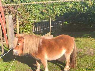 hästar Minishetlandssto - Annons 2