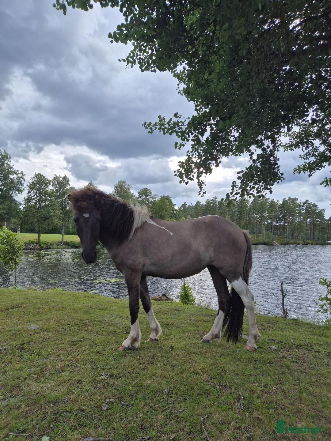 Island hästar till salu: Islandssto i Sävsjö - Annons 2