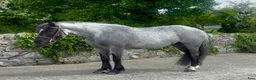 Allround hästar till salu: Stunning Irish Cob - Annons 4