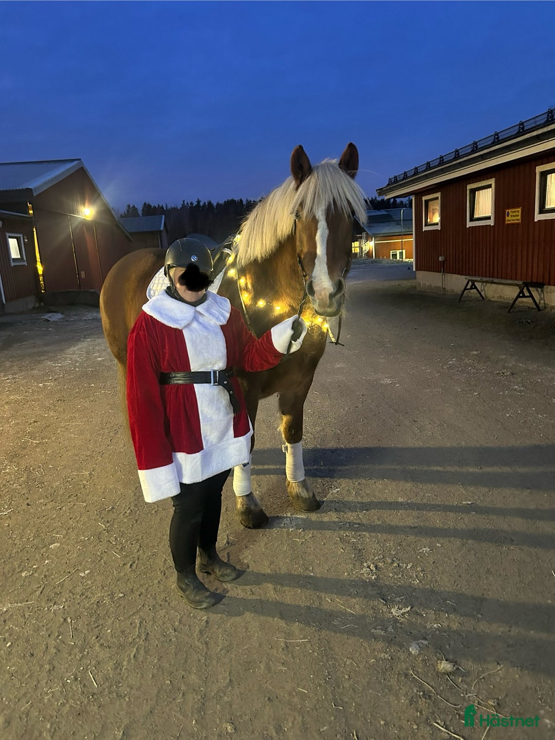 Allround hästar till salu: Gulligt Kallblodssto i Västerhaninge - Annons 4