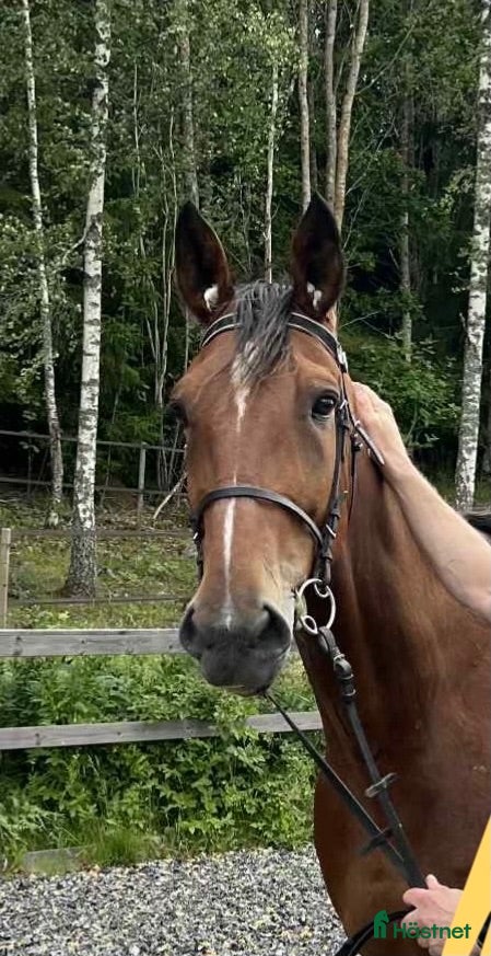  hästar Stor supersnäll säljes som ridtravare/ familjehäst - Annons 2