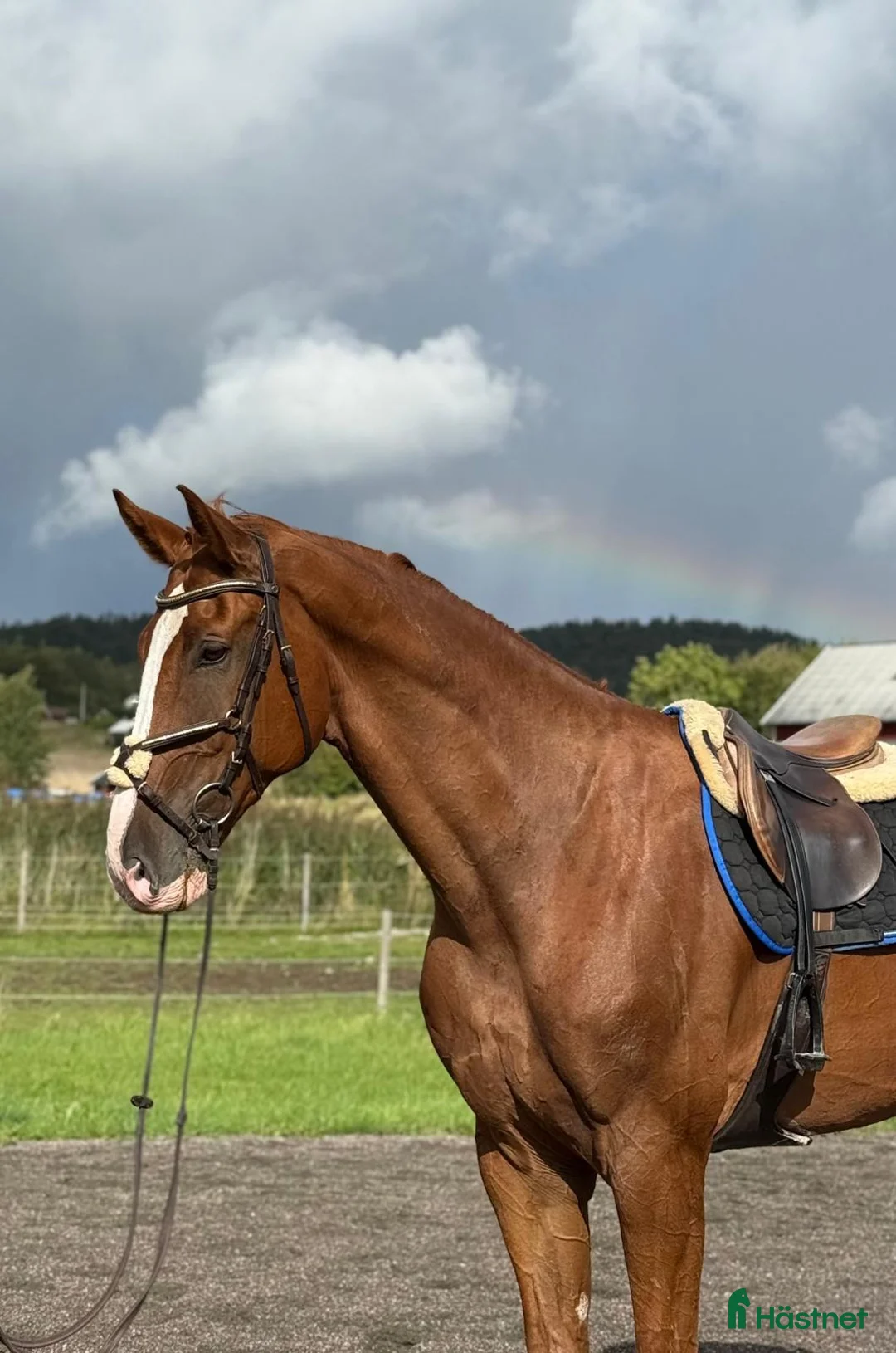 Allround hästar till salu: Välriden häst som syns i mängden🌟 - Annons 4